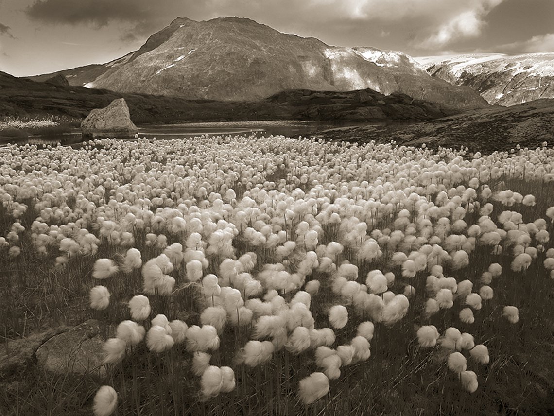 Jondal myrull (1)