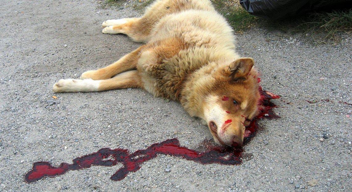 Efter at palæstinenserne blev udlovet en dusør for at fange eller dræbe herreløse hunde, blev sociale medier oversvømmet med billeder og videoer, der viser, at opfordringen bliver taget alvorligt. Illustrationsfoto: Wikimedia Commons Efter at palæstinenserne blev udlovet en dusør for at fange eller dræbe herreløse hunde, blev sociale medier oversvømmet med billeder og videoer, der viser, at opfordringen bliver taget alvorligt. Illustrationsfoto: Wikimedia Commons