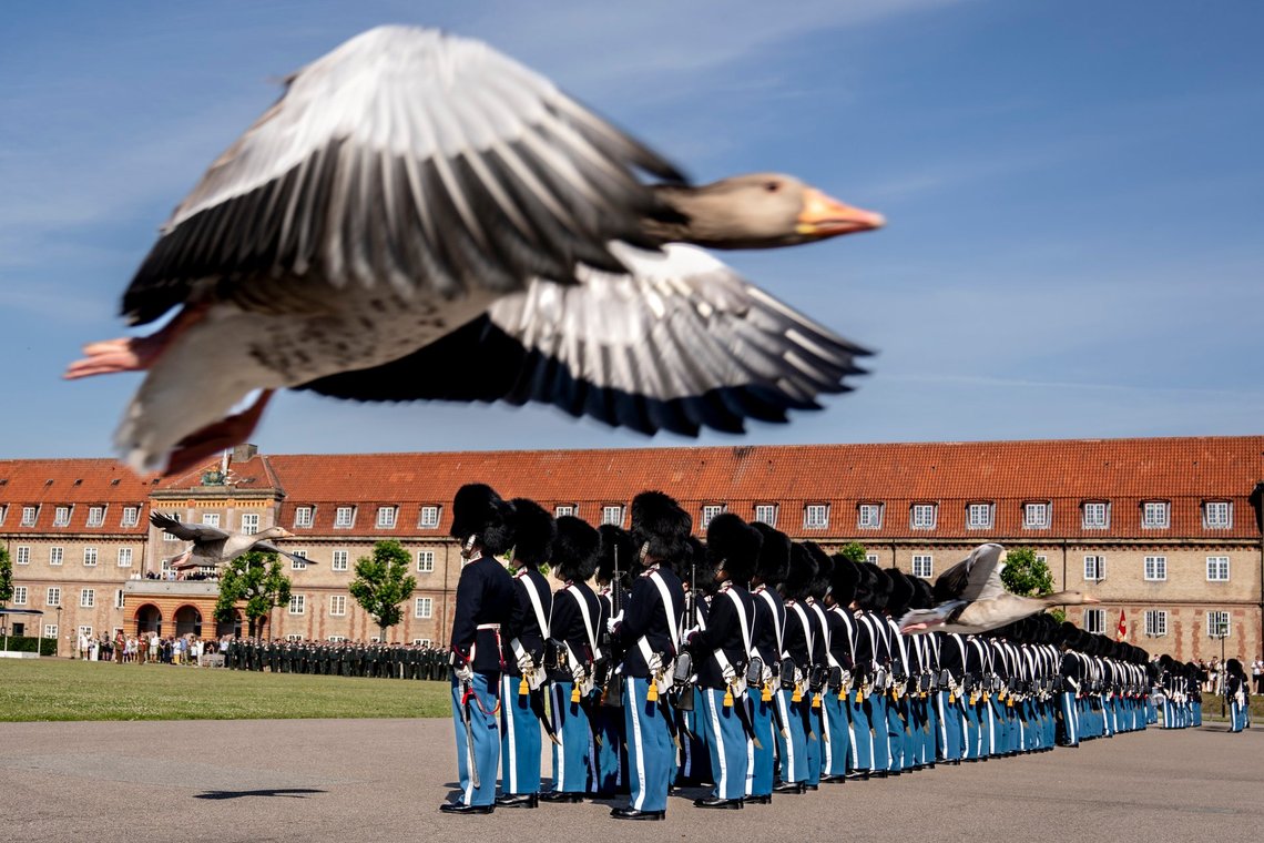 A goose flies by as King Frederik X presents the King's Watch during the Anniversary Parade at the Royal Life Guards at the Life Guard Barracks in Copenhagen, Thursday, June 27, 2024.. (Photo: Ida Marie Odgaard/Ritzau Scanpix) A goose flies by as King Frederik X presents the King's Watch during the Anniversary Parade at the Royal Life Guards at the Life Guard Barracks in Copenhagen, Thursday, June 27, 2024.. (Photo: Ida Marie Odgaard/Ritzau Scanpix)