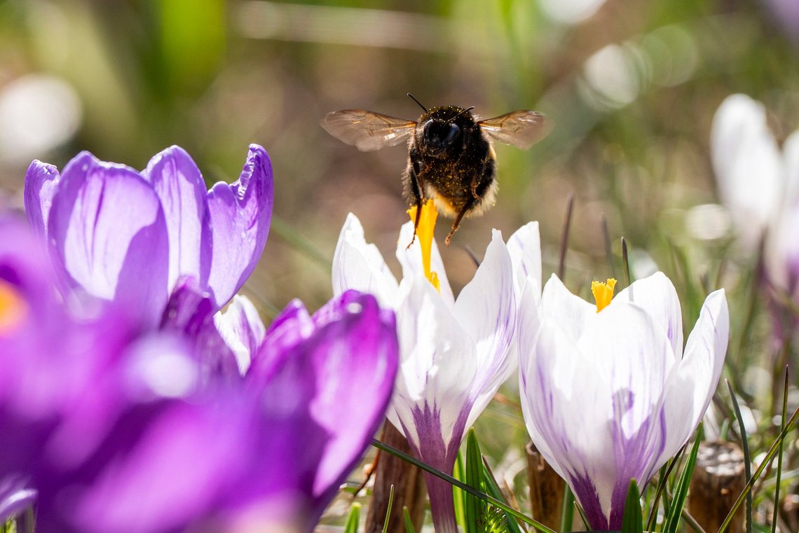 Oslo 20260422.
En humle samler pollen og nektar krokusen i en hage i Oslo en solfylt vårdag.
Foto: Håkon Mosvold Larsen / NTB Oslo 20260422.
En humle samler pollen og nektar krokusen i en hage i Oslo en solfylt vårdag.
Foto: Håkon Mosvold Larsen / NTB