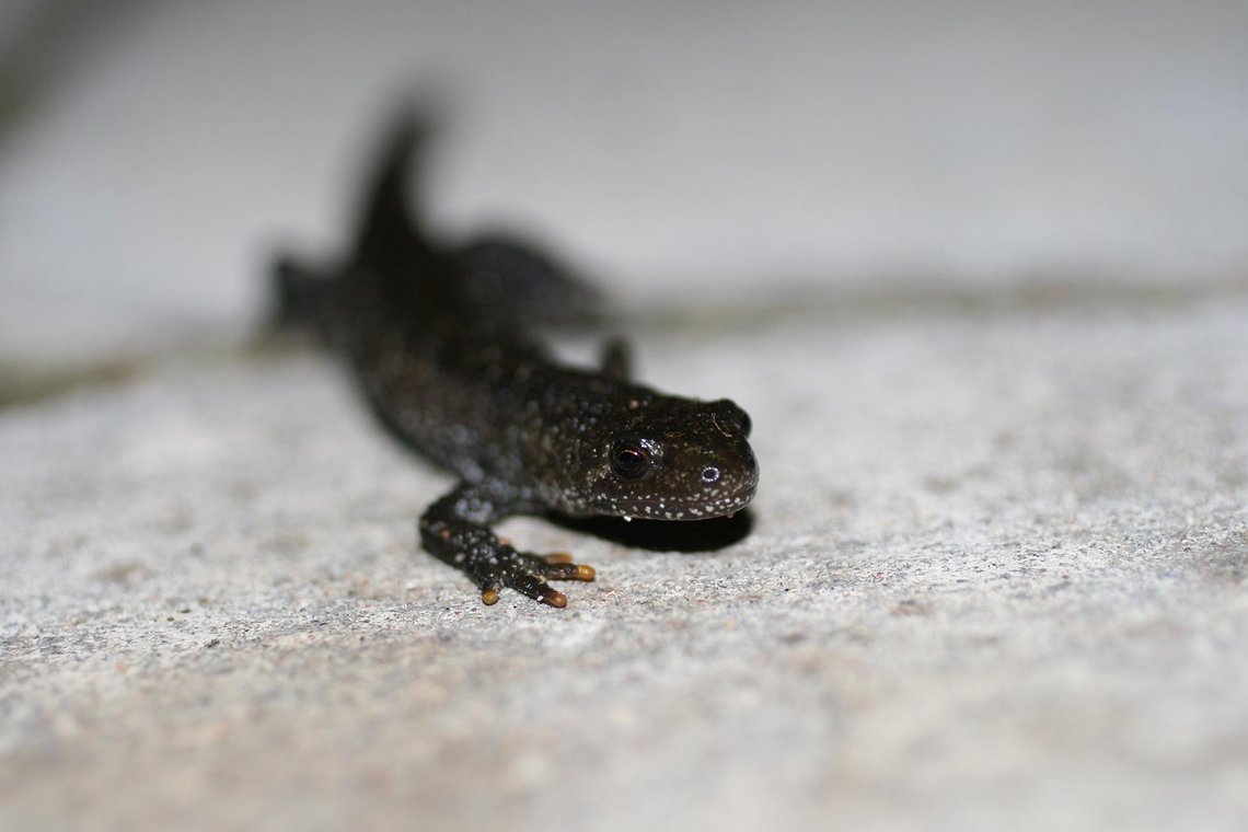 Triturus cristatus på farten i Skåne. Foto: Korall / CC BY-SA 3.0 Triturus cristatus på farten i Skåne. Foto: Korall / CC BY-SA 3.0