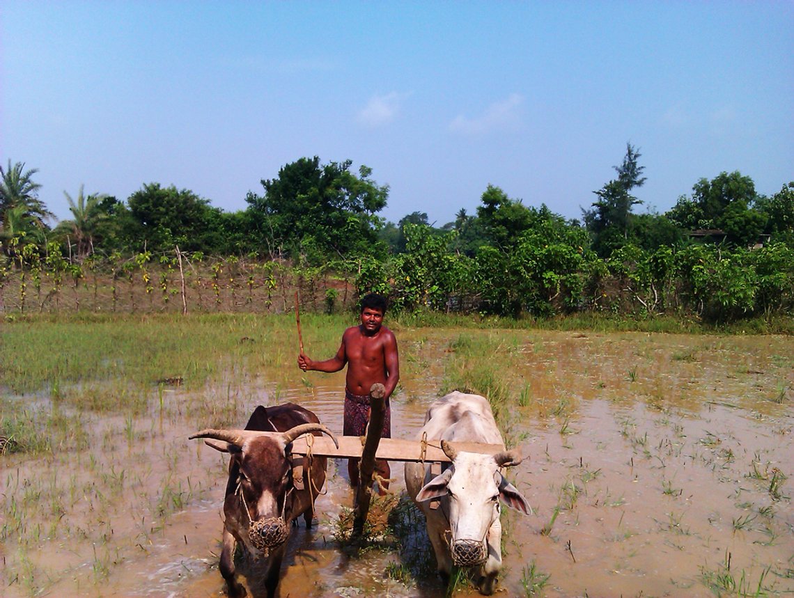 Climate experts claim Indian farmers are killing themselves due to global warming. Photo: Ansuman, CC BY-SA 3.0, Wikimedia Commons Climate experts claim Indian farmers are killing themselves due to global warming. Photo: Ansuman, CC BY-SA 3.0, Wikimedia Commons