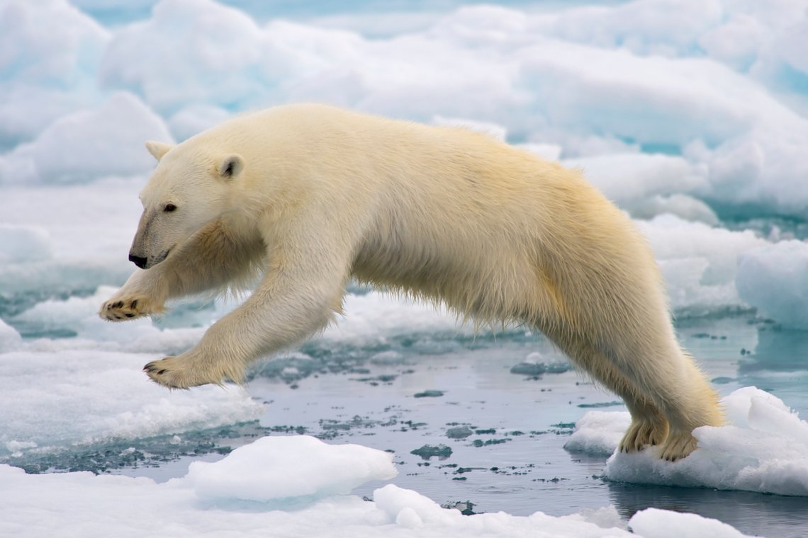 A Polar Bear jumping across two ice floes. There are approximately 3,000 polar bears on Svalbard. Now in early summer, they have good hunting opportunities, and they must use the chance to catch seals before the ice melts for the summer. Photo:Arturo de Frias Marques, CC BY-SA 4.0, Wikimedia Commons A Polar Bear jumping across two ice floes. There are approximately 3,000 polar bears on Svalbard. Now in early summer, they have good hunting opportunities, and they must use the chance to catch seals before the ice melts for the summer. Photo:Arturo de Frias Marques, CC BY-SA 4.0, Wikimedia Commons