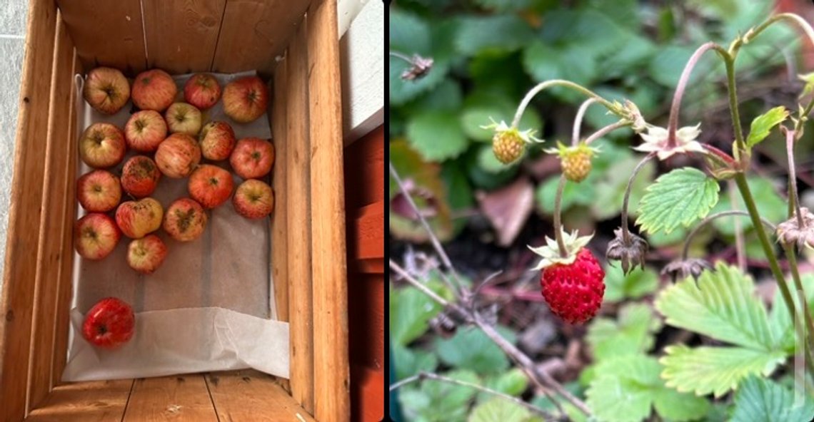 Wild strawberries and apples in a basket. Photo: Christian Borchsenius Wild strawberries and apples in a basket. Photo: Christian Borchsenius