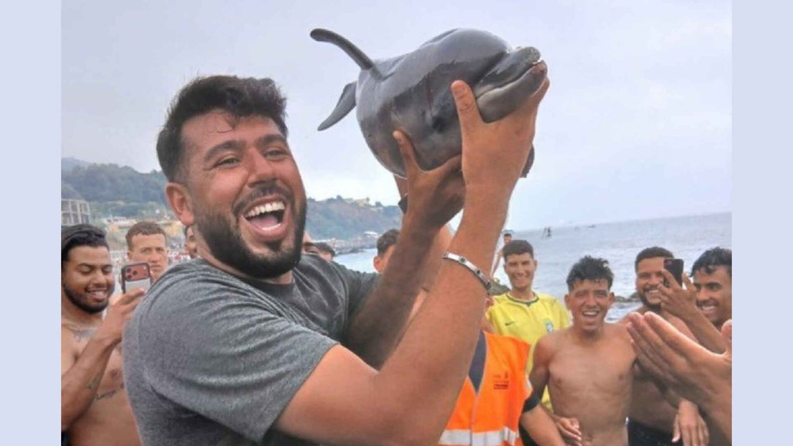 Migrants who had arrived in Ceuta killed the dolphin calf after it approached the shore, then carried it around and showed it off while whooping and shouting with joy. Photo: X Migrants who had arrived in Ceuta killed the dolphin calf after it approached the shore, then carried it around and showed it off while whooping and shouting with joy. Photo: X