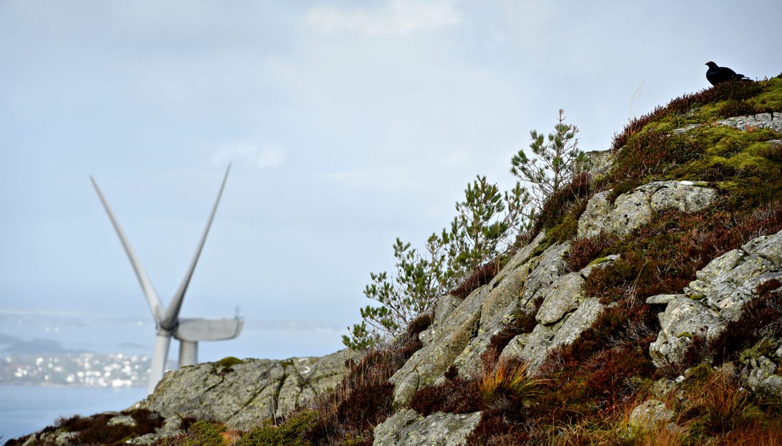 En orrfugl befinner seg ved den ulønnsomme Midtfjellet vindpark i Fitjar den 21. oktober 2015. Foto: Eirik Brekke / Bergens Tidende / Scanpix. En orrfugl befinner seg ved den ulønnsomme Midtfjellet vindpark i Fitjar den 21. oktober 2015. Foto: Eirik Brekke / Bergens Tidende / Scanpix.