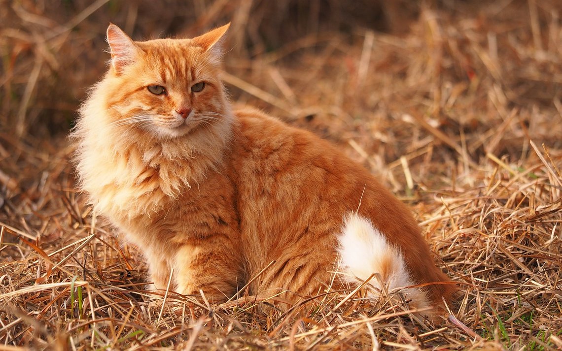 Katt, arkivbilde fra Pixabay. Katt, arkivbilde fra Pixabay.
