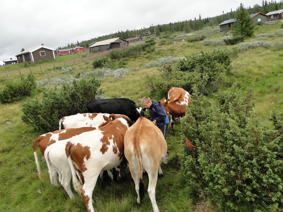Kyr på sæterbeite. Foto: Geir Furuseth Kyr på sæterbeite. Foto: Geir Furuseth