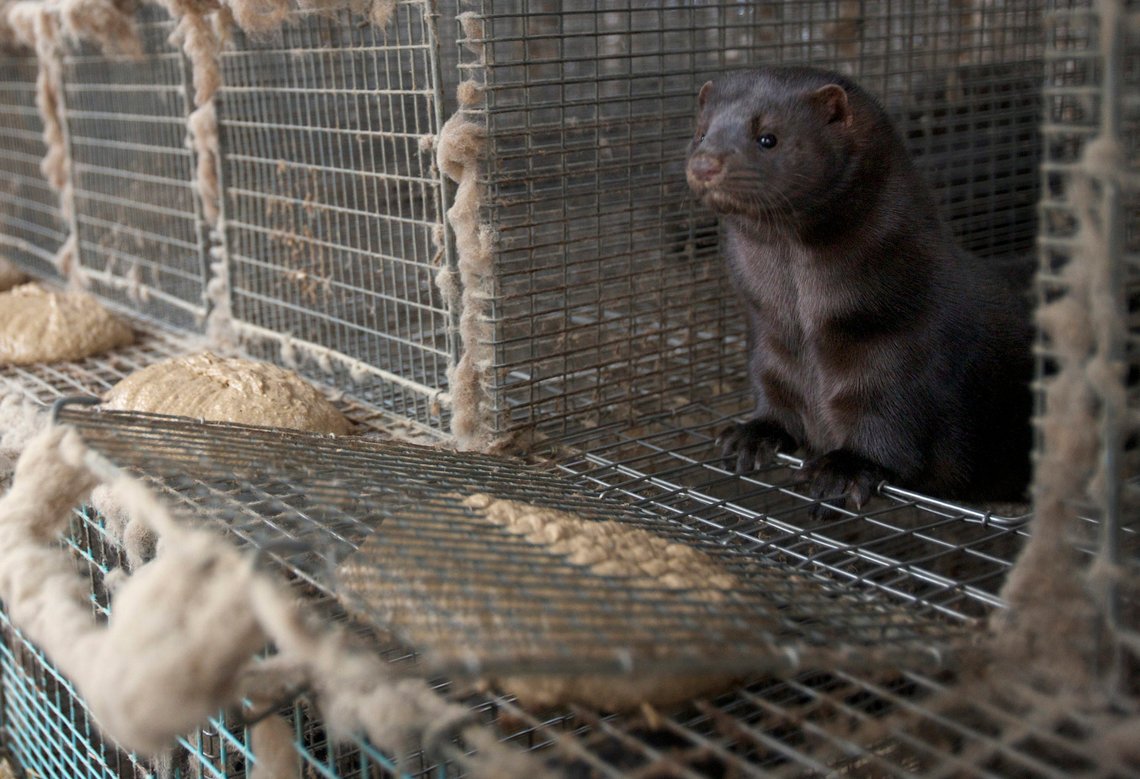 20101102. Illustrasjonsbilde fra pelsdyrfarm. Mink. Fôret lages fra råvarer som normalt ikke har annen bruksverdi. Den moste maten består i hovedsak av høne, korn og fisk.
Foto: Alf Ove Hansen / Scanpix 20101102. Illustrasjonsbilde fra pelsdyrfarm. Mink. Fôret lages fra råvarer som normalt ikke har annen bruksverdi. Den moste maten består i hovedsak av høne, korn og fisk.
Foto: Alf Ove Hansen / Scanpix