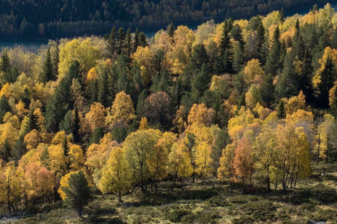 Kvam 20181003.
Løvskog med høstfarger ved Hillingen i Kvam i Gudbrandsdalen.
Foto: Paul Kleiven / NTB scanpix Kvam 20181003.
Løvskog med høstfarger ved Hillingen i Kvam i Gudbrandsdalen.
Foto: Paul Kleiven / NTB scanpix