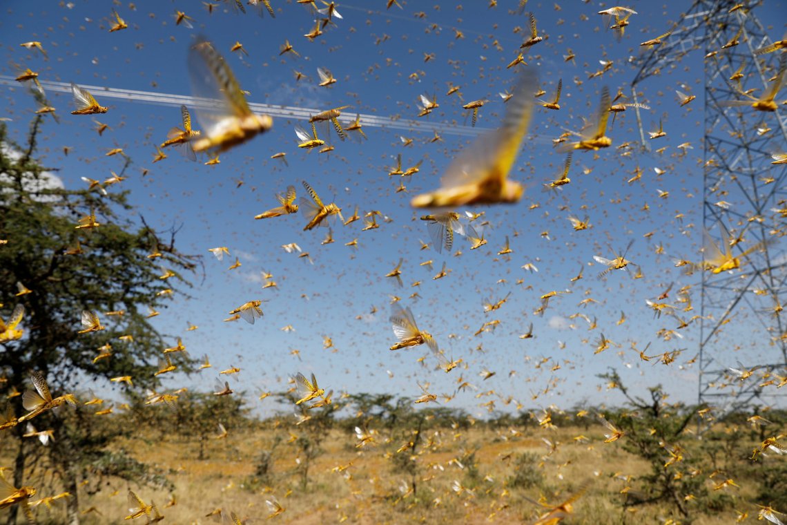 FILE PHOTO: A swarm of desert locusts flies over a ranch near the town of Nanyuki in Laikipia county, Kenya, February 21, 2020. Picture taken February 21, 2020. REUTERS/Baz Ratner/File Photo FILE PHOTO: A swarm of desert locusts flies over a ranch near the town of Nanyuki in Laikipia county, Kenya, February 21, 2020. Picture taken February 21, 2020. REUTERS/Baz Ratner/File Photo