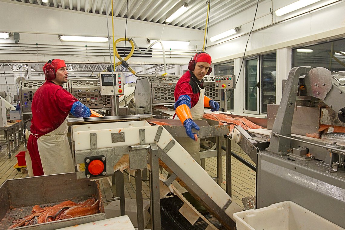 Laksefilet blir sortert og pakket hos Brødrene Karlsen AS på Husøy i Senja. Produksjon av norsk laks går mot nye rekorder.
Foto: Terje Bendiksby / NTB Scanpix Laksefilet blir sortert og pakket hos Brødrene Karlsen AS på Husøy i Senja. Produksjon av norsk laks går mot nye rekorder.
Foto: Terje Bendiksby / NTB Scanpix