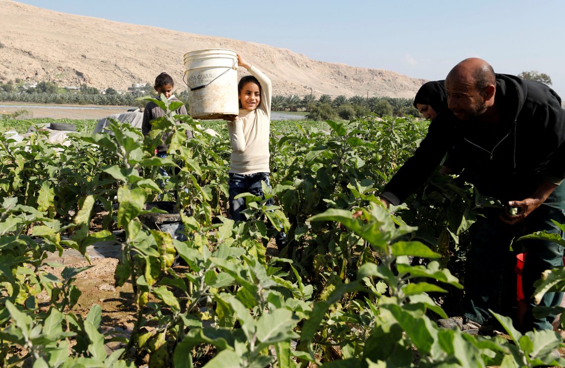 FILE PHOTO: Palestinian farmer Mohammad Masaeed picks up eggplants with his family in his farm in the village of Al-Jiftlik near Jericho in the Israeli-occupied West Bank February 5, 2020. Picture taken February 5, 2020. REUTERS/Mussa Qawasma/File Photo FILE PHOTO: Palestinian farmer Mohammad Masaeed picks up eggplants with his family in his farm in the village of Al-Jiftlik near Jericho in the Israeli-occupied West Bank February 5, 2020. Picture taken February 5, 2020. REUTERS/Mussa Qawasma/File Photo