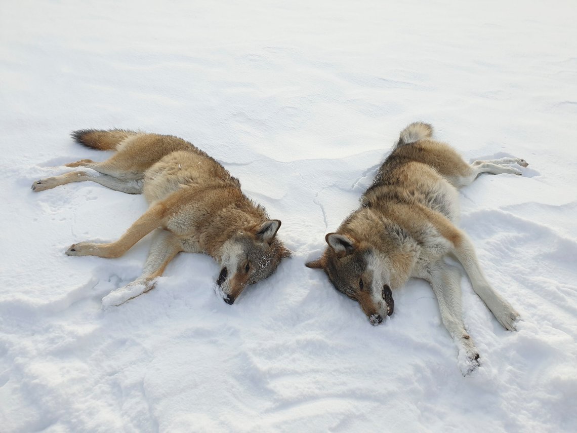 Rendalen 20191120.
Statens naturoppsyn har felt to ulver fra helikopter vest for Sølensjøen i Rendalen kommune etter at Miljødirektoratet ga fellingstillatelse tidligere i dag.
Foto: Statens Naturoppsyn / NTB scanpix Rendalen 20191120.
Statens naturoppsyn har felt to ulver fra helikopter vest for Sølensjøen i Rendalen kommune etter at Miljødirektoratet ga fellingstillatelse tidligere i dag.
Foto: Statens Naturoppsyn / NTB scanpix