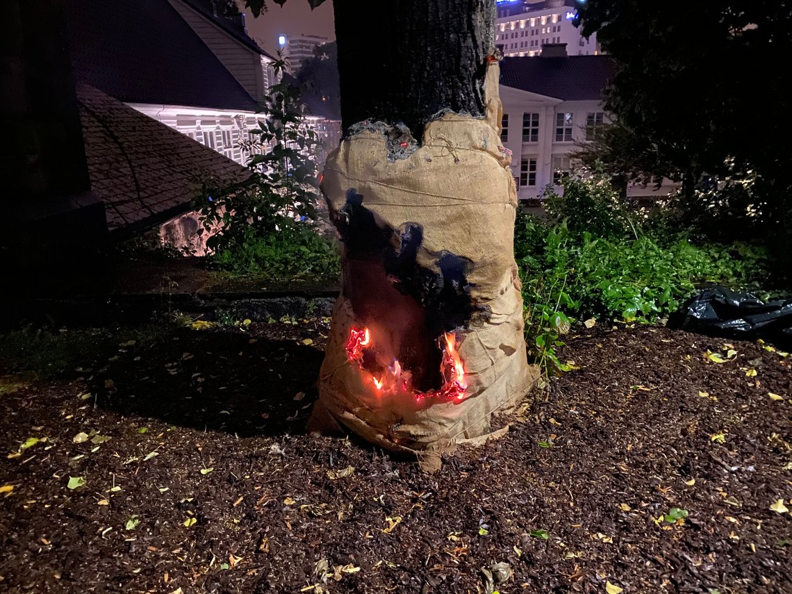 Stavanger 20200729.
Politiet fikk i natt klokken 01.55 melding om en brann i to store trær ved Stavanger domkirke. Det er bare et par uker siden det brant i de to samme trærne.
Foto: Politiet / NTB scanpix Stavanger 20200729.
Politiet fikk i natt klokken 01.55 melding om en brann i to store trær ved Stavanger domkirke. Det er bare et par uker siden det brant i de to samme trærne.
Foto: Politiet / NTB scanpix