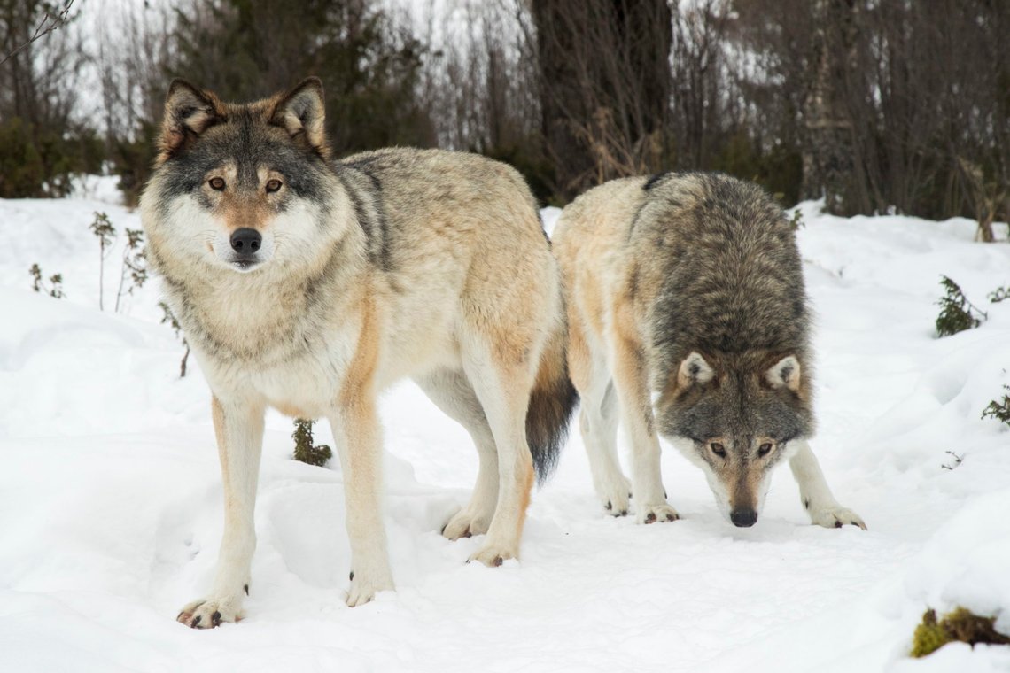 TUNHOVD 20170218.
Ulv på Langedrag. To voksne hannulver. Latinsk navn: Canis Lupus.
Foto: Heiko Junge / NTB scanpix TUNHOVD 20170218.
Ulv på Langedrag. To voksne hannulver. Latinsk navn: Canis Lupus.
Foto: Heiko Junge / NTB scanpix