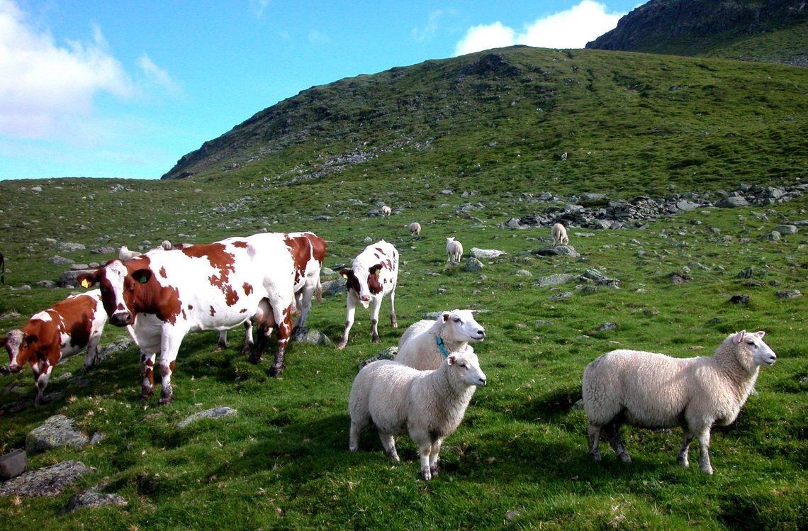 Vik, Sogn og Fjordane, 20050730. Kuer og sauer beiter sammen. Typisk norsk. Ku og sau.
Foto: Berit Keilen / NTB scanpix Vik, Sogn og Fjordane, 20050730. Kuer og sauer beiter sammen. Typisk norsk. Ku og sau.
Foto: Berit Keilen / NTB scanpix