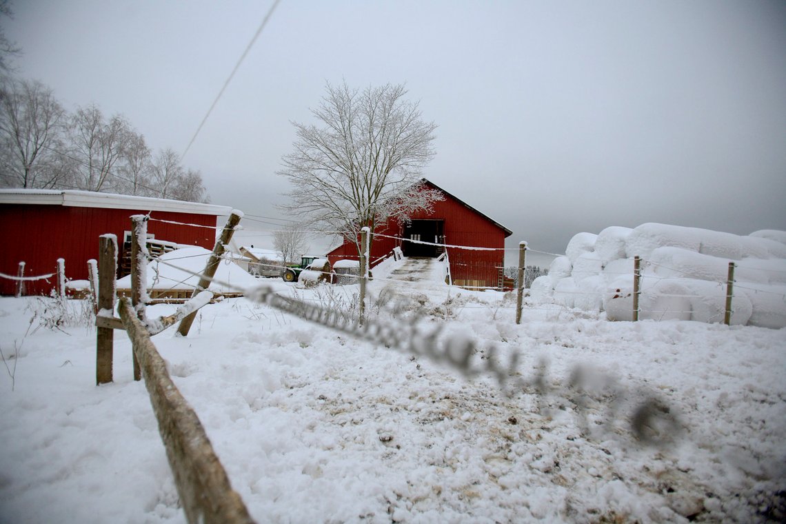 OSLO 20081204: Noen prøver gjenstår, mistanken om et fugleinfluensautbrudd i en flokk med høns og gjess på denne gården i Trøgstad i Østfold avtar.
Foto: Stian Lysberg Solum / SCANPIX OSLO 20081204: Noen prøver gjenstår, mistanken om et fugleinfluensautbrudd i en flokk med høns og gjess på denne gården i Trøgstad i Østfold avtar.
Foto: Stian Lysberg Solum / SCANPIX