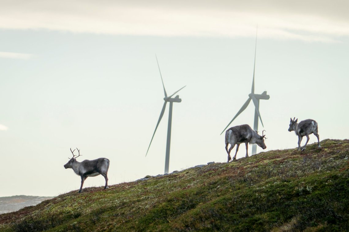 Åfjord Fosen 20201013.
Reinsdyr vandrer rundt vindmøllene på Storheia vindpark, som er den største av vindparkene i porteføljen til Fosen Vind, og den andre av vindparkene som ble bygget. Da den ble overført til ordinær drift i februar 2020 var den Norges største med 80 turbiner og en installert effekt på 288 MW.
Foto: Heiko Junge / NTB Åfjord Fosen 20201013.
Reinsdyr vandrer rundt vindmøllene på Storheia vindpark, som er den største av vindparkene i porteføljen til Fosen Vind, og den andre av vindparkene som ble bygget. Da den ble overført til ordinær drift i februar 2020 var den Norges største med 80 turbiner og en installert effekt på 288 MW.
Foto: Heiko Junge / NTB