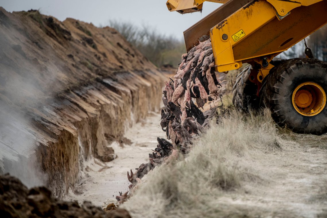 Heavy machinery is used by members of Danish health authorities, assisted by members of the Danish Armed Forces in disposing of dead mink in a military area near Holstebro, Denmark, Monday, Nov. 9 2020. Danish mink will be buried in mass graves on military land as the country's incinerators and rendering plants struggle to keep up, the Danish environmental and health authorities announced. Denmark will cull about 17 million mink after a mutated form of coronavirus that can spread to humans was found on mink farms. (Morten Stricker/Ritzau Scanpix via AP) Heavy machinery is used by members of Danish health authorities, assisted by members of the Danish Armed Forces in disposing of dead mink in a military area near Holstebro, Denmark, Monday, Nov. 9 2020. Danish mink will be buried in mass graves on military land as the country's incinerators and rendering plants struggle to keep up, the Danish environmental and health authorities announced. Denmark will cull about 17 million mink after a mutated form of coronavirus that can spread to humans was found on mink farms. (Morten Stricker/Ritzau Scanpix via AP)