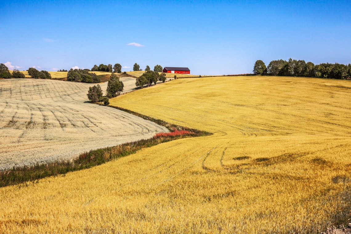 Romerike 20180722
Kornåker i Akershus.
Foto: Halvard Alvik, NTB Romerike 20180722
Kornåker i Akershus.
Foto: Halvard Alvik, NTB