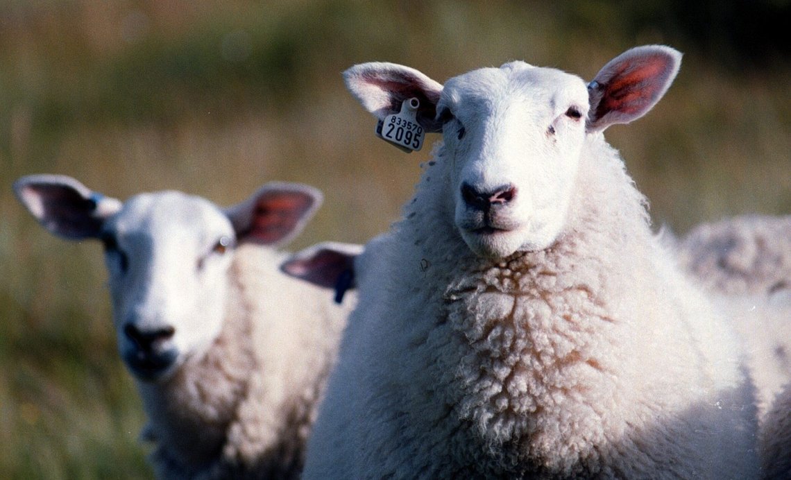Sauer på sommerbeite i Meråker i Nord-Trøndelag. De bærer eiermerke i ørene. Sauer på sommerbeite i Meråker i Nord-Trøndelag. De bærer eiermerke i ørene.