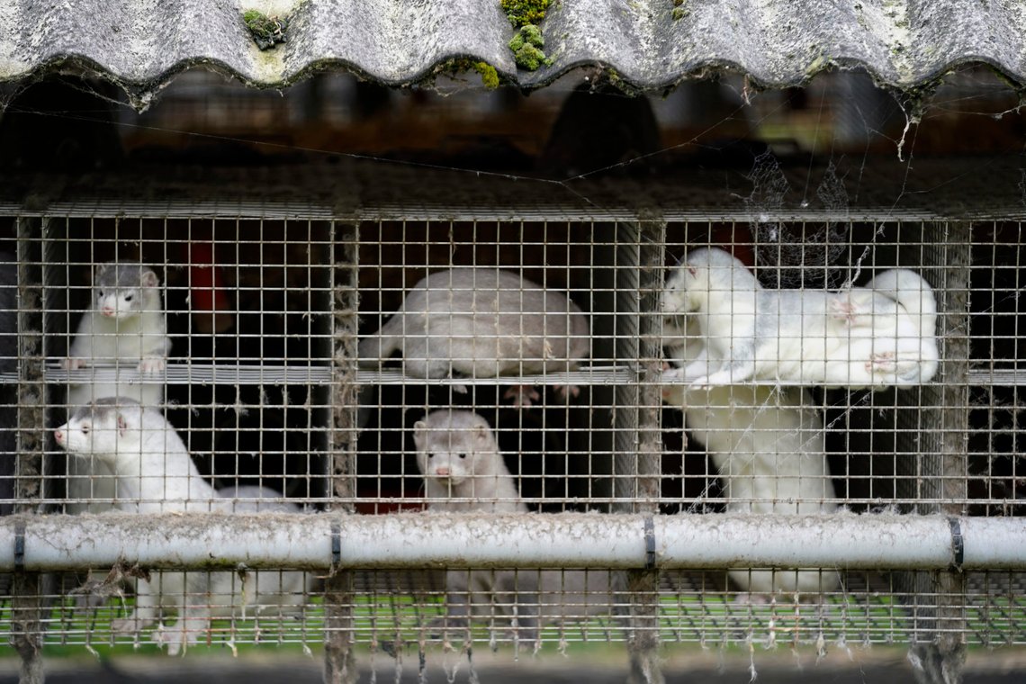 FILE - In this Friday, Oct. 9, 2020 file photo, minks in a farm in Gjoel in North Jutland, Denmark. Denmarks prime minister says the government wants to cull all minks in Danish farms, to minimize the risk of them re-transmitting the new coronavirus to humans. She said Wednesday, Nov. 4, 2020, a report from a government agency that maps the coronavirus in Denmark has shown a mutation in the virus found in 12 people in the northern part of the country who got infected by minks. (Mads Claus Rasmussen/Ritzau Scanpix via AP, File) FILE - In this Friday, Oct. 9, 2020 file photo, minks in a farm in Gjoel in North Jutland, Denmark. Denmarks prime minister says the government wants to cull all minks in Danish farms, to minimize the risk of them re-transmitting the new coronavirus to humans. She said Wednesday, Nov. 4, 2020, a report from a government agency that maps the coronavirus in Denmark has shown a mutation in the virus found in 12 people in the northern part of the country who got infected by minks. (Mads Claus Rasmussen/Ritzau Scanpix via AP, File)