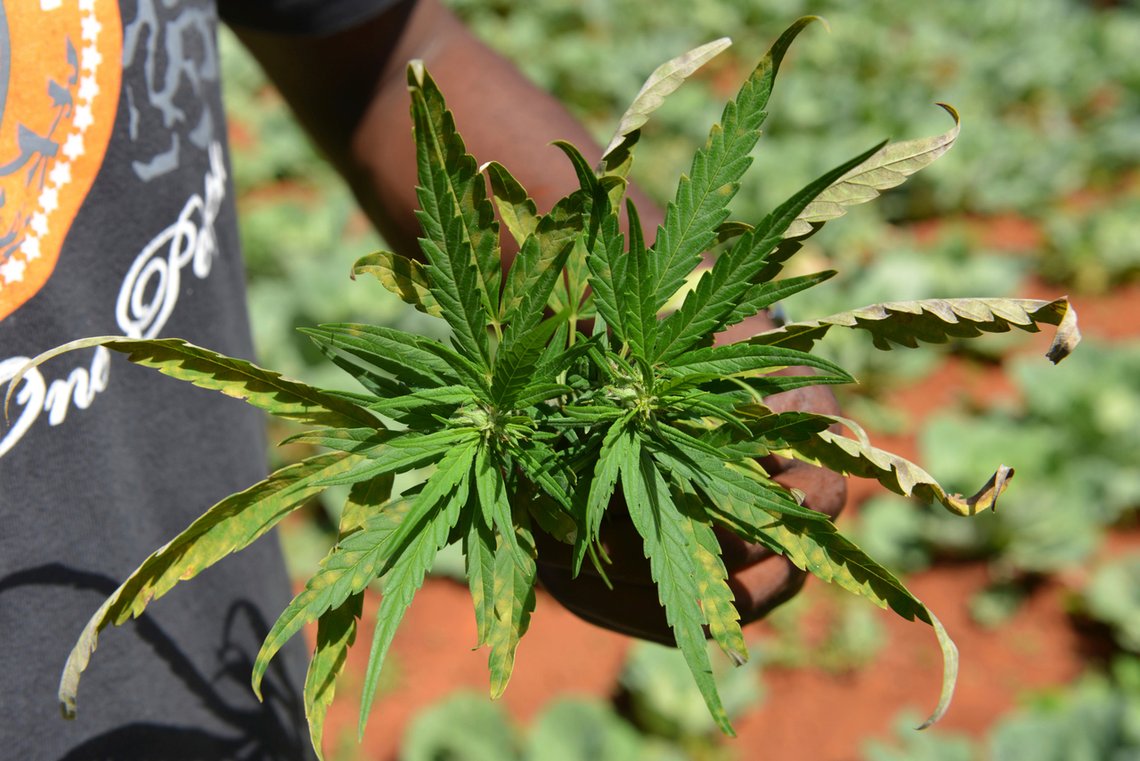 FILE - In this Aug. 29, 2013 file photo, farmer Breezy shows off the distinctive leaves of a marijuana plant during a tour of his plantation in Jamaica's central mountain town of Nine Mile. While the island has a regulated medical marijuana industry and decriminalized small amounts of weed in 2015, it is running low on the illegal market, due to heavy heavy rains followed by extended drought, an increase in consumption and a drop in the number of traditional marijuana farmers. (AP Photo/David McFadden, File) FILE - In this Aug. 29, 2013 file photo, farmer Breezy shows off the distinctive leaves of a marijuana plant during a tour of his plantation in Jamaica's central mountain town of Nine Mile. While the island has a regulated medical marijuana industry and decriminalized small amounts of weed in 2015, it is running low on the illegal market, due to heavy heavy rains followed by extended drought, an increase in consumption and a drop in the number of traditional marijuana farmers. (AP Photo/David McFadden, File)