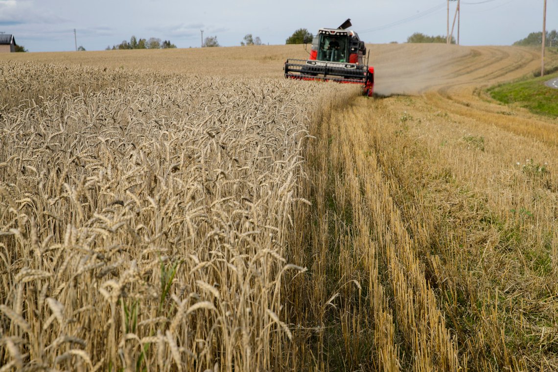 Sørum 20190919.
Skurtresker høster inn korn (havre) i Sørum kommune.
Foto: Vidar Ruud / NTB Sørum 20190919.
Skurtresker høster inn korn (havre) i Sørum kommune.
Foto: Vidar Ruud / NTB