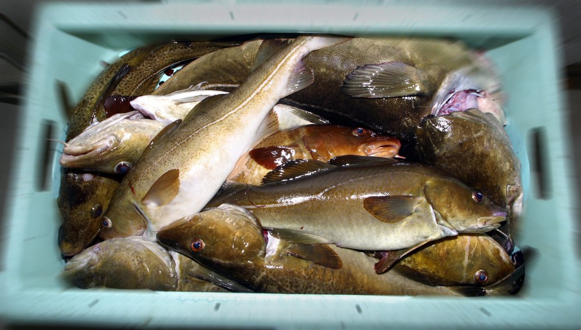 Norge klarte ikke å nå enighet med Storbritannia om en fiskekvoteavtale for 2021. Norge og Storbritannia klarte ikke å bli enige om gjensidig adgang til fiskefarvann og kvoter på felles bestander. Illustrasjonsfoto: NTB Norge klarte ikke å nå enighet med Storbritannia om en fiskekvoteavtale for 2021. Norge og Storbritannia klarte ikke å bli enige om gjensidig adgang til fiskefarvann og kvoter på felles bestander. Illustrasjonsfoto: NTB