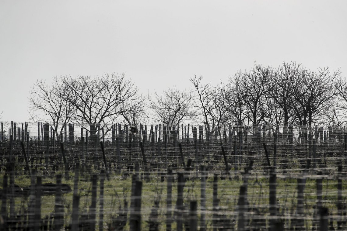 Vineyards of the Institute for Wine and Vine Research (ISVV ) are pictured in Villenave-d'Ornon, southwestern France, Monday, March 1, 2021. Researchers in Bordeaux are carefully studying a dozen bottles of French wine that returned to Earth after a stay aboard the International Space Station. Theyre releasing preliminary results Wednesday, March 24, 2021. At a one-of-a-kind tasting this month, 12 connoisseurs sampled one of the space-traveled wines, blindly tasting it alongside a bottle from the same vintage that had stayed in a cellar. (AP Photo/Christophe Ena) Vineyards of the Institute for Wine and Vine Research (ISVV ) are pictured in Villenave-d'Ornon, southwestern France, Monday, March 1, 2021. Researchers in Bordeaux are carefully studying a dozen bottles of French wine that returned to Earth after a stay aboard the International Space Station. Theyre releasing preliminary results Wednesday, March 24, 2021. At a one-of-a-kind tasting this month, 12 connoisseurs sampled one of the space-traveled wines, blindly tasting it alongside a bottle from the same vintage that had stayed in a cellar. (AP Photo/Christophe Ena)