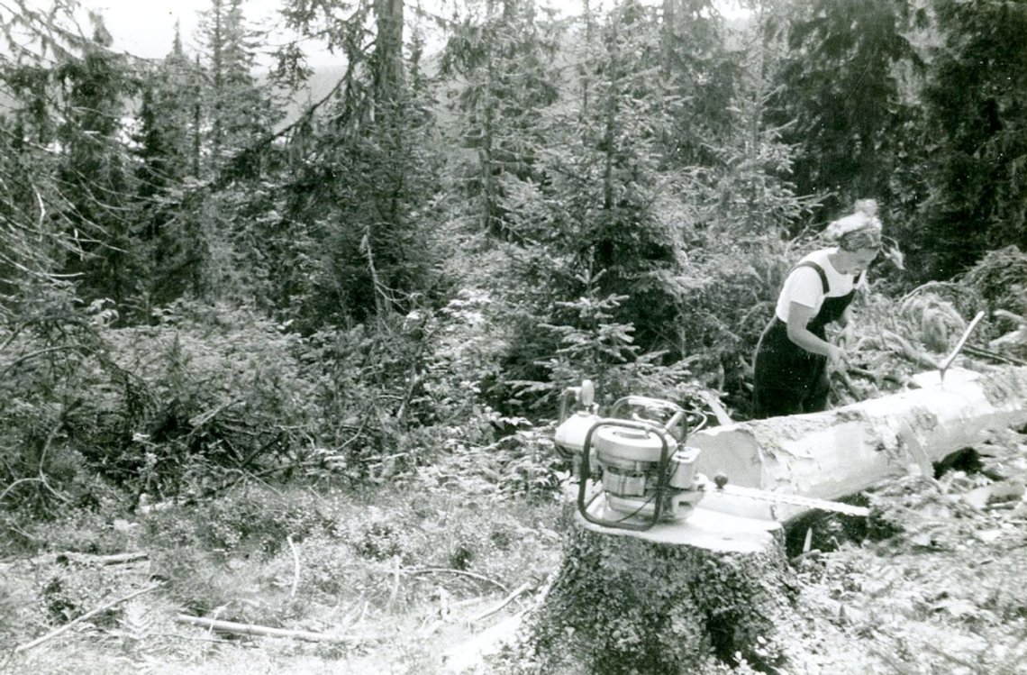Slikt vil ikke de postmoderne feministene ha noe av. Grantre som er felt med motorsag. Kvinne barker på gamlemåten. Bildet er muligens fra Totenåsen på slutten av 1950-tallet, tatt av ukjent fotograf. Bildet er henta fra Trond Nygårds familealbum. Slikt vil ikke de postmoderne feministene ha noe av. Grantre som er felt med motorsag. Kvinne barker på gamlemåten. Bildet er muligens fra Totenåsen på slutten av 1950-tallet, tatt av ukjent fotograf. Bildet er henta fra Trond Nygårds familealbum.