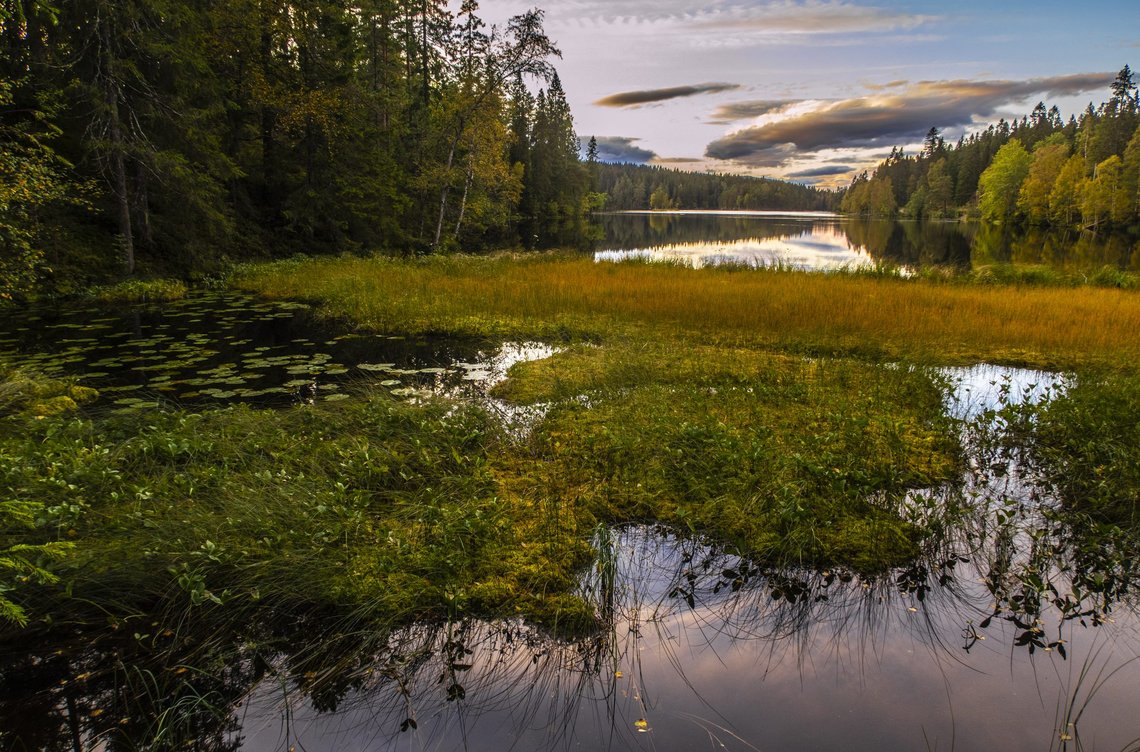 Skogen, vannet og naturen er vårt fremste fortrinn. Dessverre har våre yrkespolitikere bevisst utelatt det samlede CO2-opptaket fra Norges skoger og øvrige vegetasjon fra vårt klimaregnskap. Slik kommer Norge langt dårligere ut enn hva faktisk er tilfelle! Her ser vi Store Åklungen i Nordmarka utenfor Oslo, en vakker høstdag i 2019. Foto: Halvard Alvik / NTB Skogen, vannet og naturen er vårt fremste fortrinn. Dessverre har våre yrkespolitikere bevisst utelatt det samlede CO2-opptaket fra Norges skoger og øvrige vegetasjon fra vårt klimaregnskap. Slik kommer Norge langt dårligere ut enn hva faktisk er tilfelle! Her ser vi Store Åklungen i Nordmarka utenfor Oslo, en vakker høstdag i 2019. Foto: Halvard Alvik / NTB