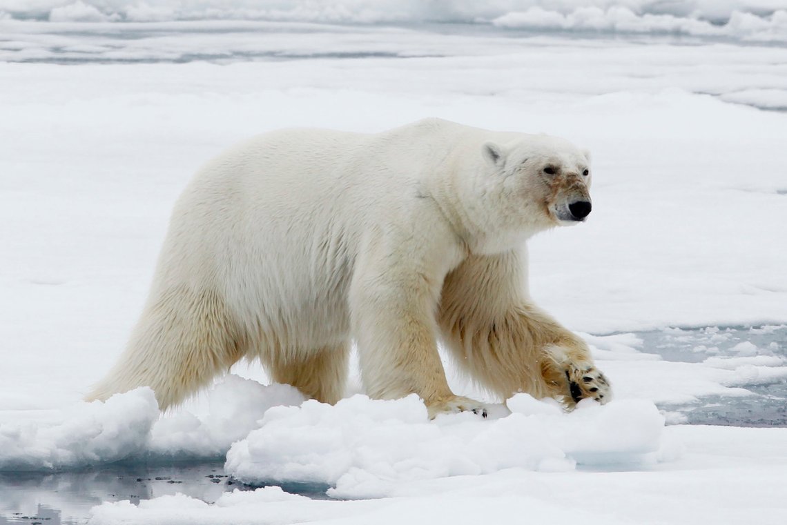 Det er dumt for isbjørnene at isen smelter på Arktis. Dette har elever i femte trinn lært på skolen i Bergen. Bildet er fra Svalbard, hvor det skal være om lag 3000 isbjørner. Foto: Håkon Mosvold Larsen / NTB Det er dumt for isbjørnene at isen smelter på Arktis. Dette har elever i femte trinn lært på skolen i Bergen. Bildet er fra Svalbard, hvor det skal være om lag 3000 isbjørner. Foto: Håkon Mosvold Larsen / NTB
