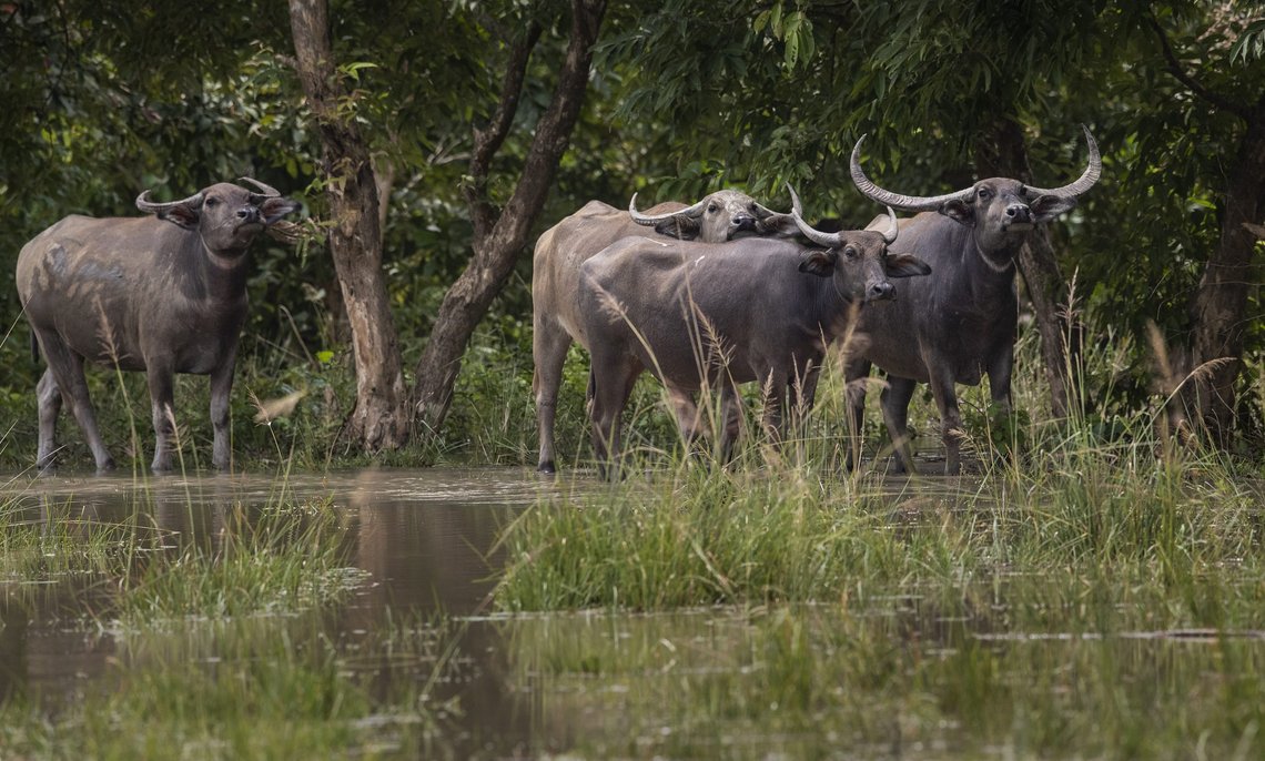 Wild buffalos stand surrounded by floodwaters in Pobitora wildlife sanctuary on the outskirts of Gauhati, India, Wednesday, Sept. 1, 2021. The monsoon rains have caused flooding in this wildlife sanctuary, known for its Indian one-horned rhino population, along with other regions of the state. (AP Photo/Anupam Nath) Wild buffalos stand surrounded by floodwaters in Pobitora wildlife sanctuary on the outskirts of Gauhati, India, Wednesday, Sept. 1, 2021. The monsoon rains have caused flooding in this wildlife sanctuary, known for its Indian one-horned rhino population, along with other regions of the state. (AP Photo/Anupam Nath)