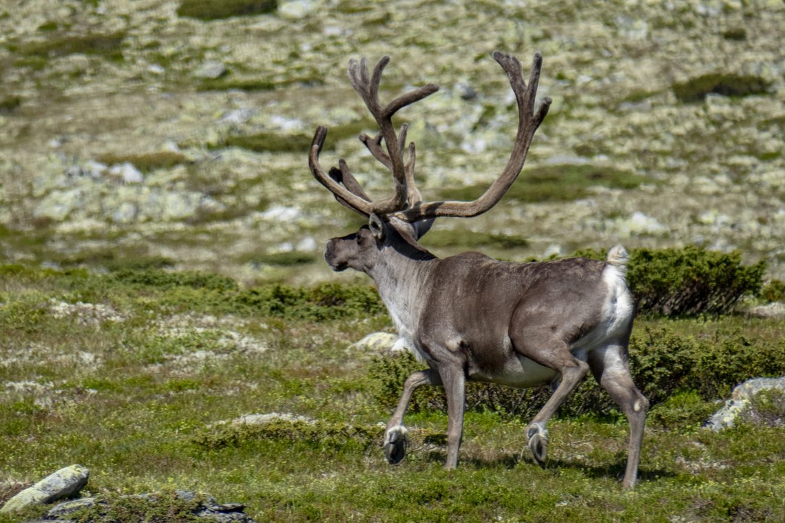 Jegere og ordførere rundt Hardangervidda frykter at villreinen der skal bli utryddet. Her fra Gudbrandsdalen. Foto: Paul Kleiven / NTB Jegere og ordførere rundt Hardangervidda frykter at villreinen der skal bli utryddet. Her fra Gudbrandsdalen. Foto: Paul Kleiven / NTB