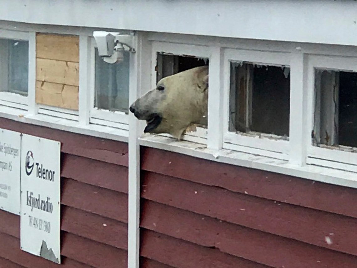 Isbjørnenes er ikke truet, men de kan være truende. Her fra Kapp Linné, Svalbard 20180603. En isbjørn titter ut av en vindusåpning, etter at den brøt seg inn i en lagerbygning som tilhører hotellet Isfjord Radio på Svalbard. Foto: Hilde Kristin Røsvik / Svalbardposten / NTB Isbjørnenes er ikke truet, men de kan være truende. Her fra Kapp Linné, Svalbard 20180603. En isbjørn titter ut av en vindusåpning, etter at den brøt seg inn i en lagerbygning som tilhører hotellet Isfjord Radio på Svalbard. Foto: Hilde Kristin Røsvik / Svalbardposten / NTB