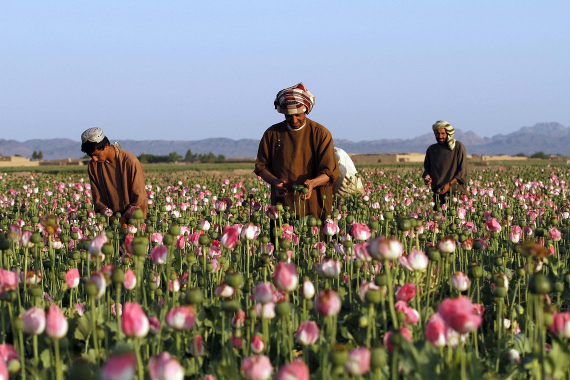 Afghanistan er en stor eksportør av opium. Arkivbilde av Allauddin Khan, AP-NTB. Afghanistan er en stor eksportør av opium. Arkivbilde av Allauddin Khan, AP-NTB.