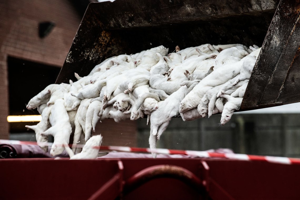 Danske mink ble ulovlig masseavlivet i fjor. Nå vil bøndene ha mer i kompensasjon. Foto: Mette Mørk / Ritzau Scanpix / NTB Danske mink ble ulovlig masseavlivet i fjor. Nå vil bøndene ha mer i kompensasjon. Foto: Mette Mørk / Ritzau Scanpix / NTB