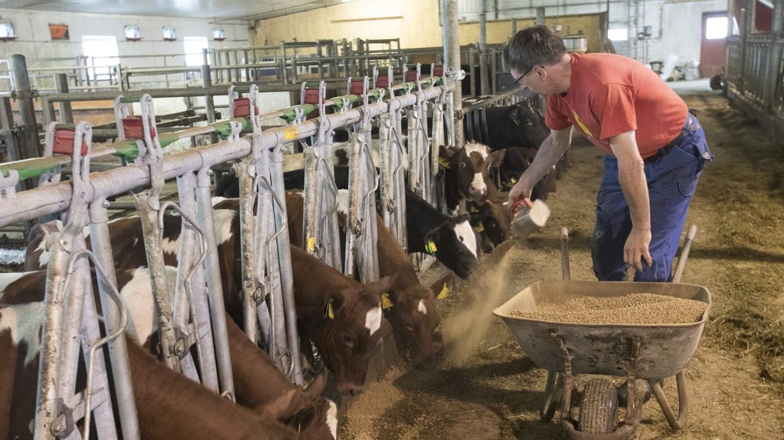 Bonde Leif Ove Sørby i Vestfossen forer kalver med kraftfor. Prisøkningen på foret vil gi prisøkning på mat. Foto: Terje Bendiksby / NTB Bonde Leif Ove Sørby i Vestfossen forer kalver med kraftfor. Prisøkningen på foret vil gi prisøkning på mat. Foto: Terje Bendiksby / NTB