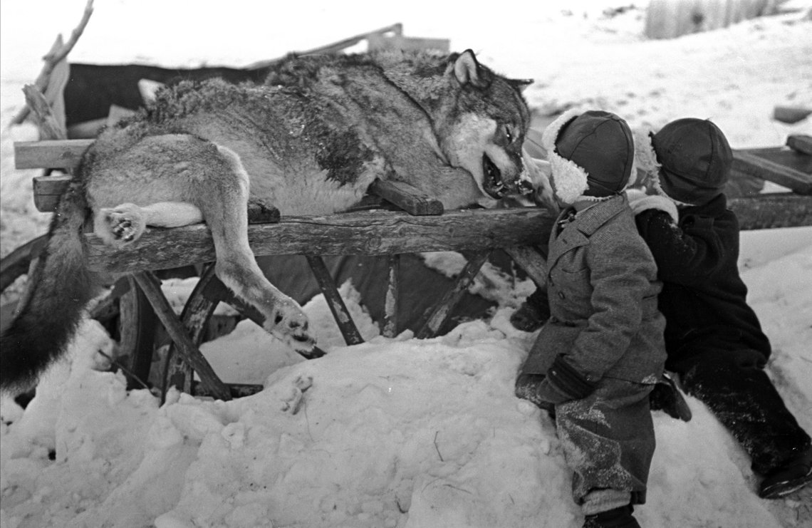 FINNMARK Vinteren 1949. Omfattende ulvejakt på Finnmarksvidda.
Landbruksdepartementet bevilget penger til jakt på ulv i Finnmark etter at store reinflokker var blitt skadet av ulv. Aksjonen brukte lokale og innleide jegere samt fly og beltebiler, men klarte på 10 dager bare å skyte åtte ulver. Her en av de døde ulvene som lå på "lit de parade" på Kirkestedet en uke, og beundres her av to små gutter.
Foto: Sverre A. Børretzen / Aktuell / NTB FINNMARK Vinteren 1949. Omfattende ulvejakt på Finnmarksvidda.
Landbruksdepartementet bevilget penger til jakt på ulv i Finnmark etter at store reinflokker var blitt skadet av ulv. Aksjonen brukte lokale og innleide jegere samt fly og beltebiler, men klarte på 10 dager bare å skyte åtte ulver. Her en av de døde ulvene som lå på "lit de parade" på Kirkestedet en uke, og beundres her av to små gutter.
Foto: Sverre A. Børretzen / Aktuell / NTB
