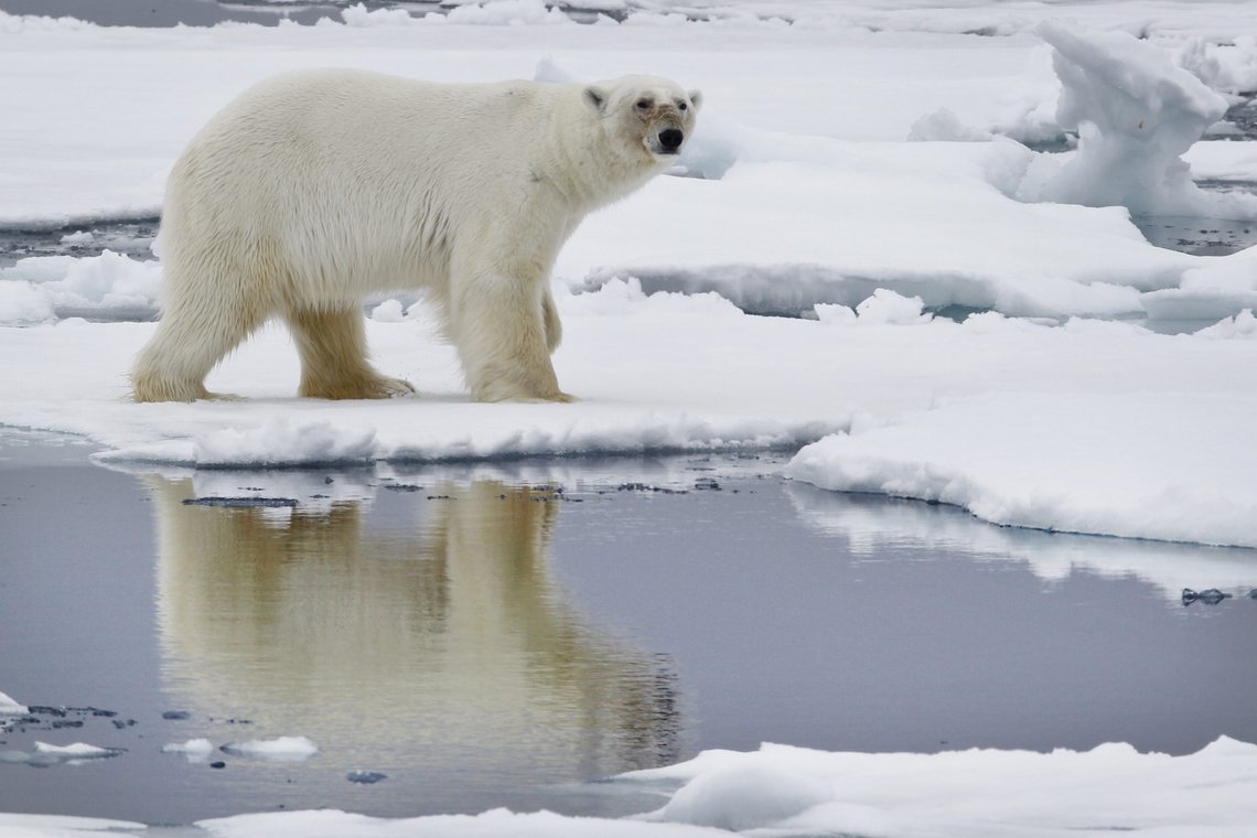 Isbjørn på sviktende is er en yndet fremstilling av klimaendringer, selv om isbjørnbestanden er voksende. Foto: Håkon Mosvold Larsen / NTB Isbjørn på sviktende is er en yndet fremstilling av klimaendringer, selv om isbjørnbestanden er voksende. Foto: Håkon Mosvold Larsen / NTB