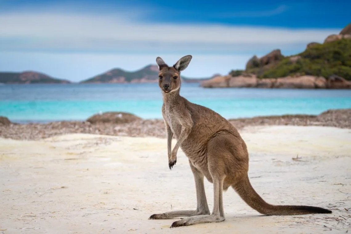 Etter to år kan turister igjen dra til Australia fra 21. februar, sier statsminister Scott Morrison. Dermed kan man igjen la seg fascinere av kenguruer og endeløse strender. Illustrasjonsfoto: anekoho / stock.adobe.com Etter to år kan turister igjen dra til Australia fra 21. februar, sier statsminister Scott Morrison. Dermed kan man igjen la seg fascinere av kenguruer og endeløse strender. Illustrasjonsfoto: anekoho / stock.adobe.com