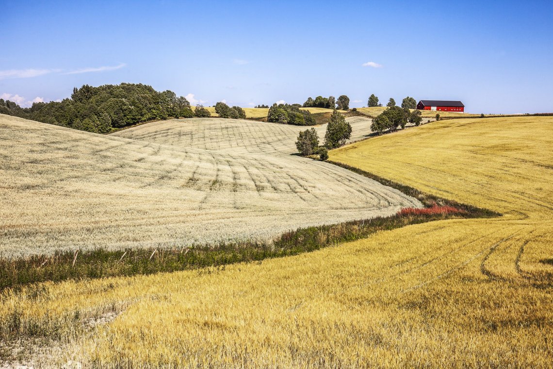 Vi er helt nødt til å ha matjord å dyrke på, og bønder til å drive den for å sikre norsk matsikkerhet, slår forskere ved NIBIO fast. Foto: Halvard Alvik, NTB. Vi er helt nødt til å ha matjord å dyrke på, og bønder til å drive den for å sikre norsk matsikkerhet, slår forskere ved NIBIO fast. Foto: Halvard Alvik, NTB.