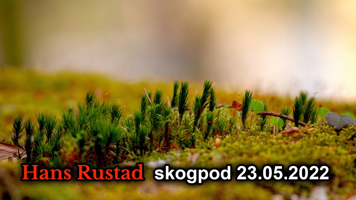 Photo av HoliHo: https://www.pexels.com/photo/selective-focus-photo-of-green-grasses-1187507/ Photo av HoliHo: https://www.pexels.com/photo/selective-focus-photo-of-green-grasses-1187507/