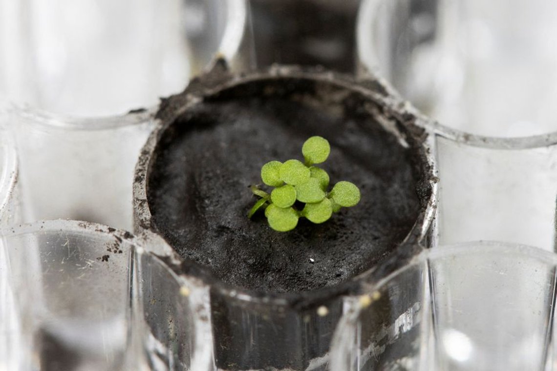 Plantearten Arabidopsis thaliana spirer i et laboratorium på University of Florida i jord fra månens regolitt. Foto: Tyler Jones, UF/IFAS Lunar Plants Research Documentation/Reuters Plantearten Arabidopsis thaliana spirer i et laboratorium på University of Florida i jord fra månens regolitt. Foto: Tyler Jones, UF/IFAS Lunar Plants Research Documentation/Reuters