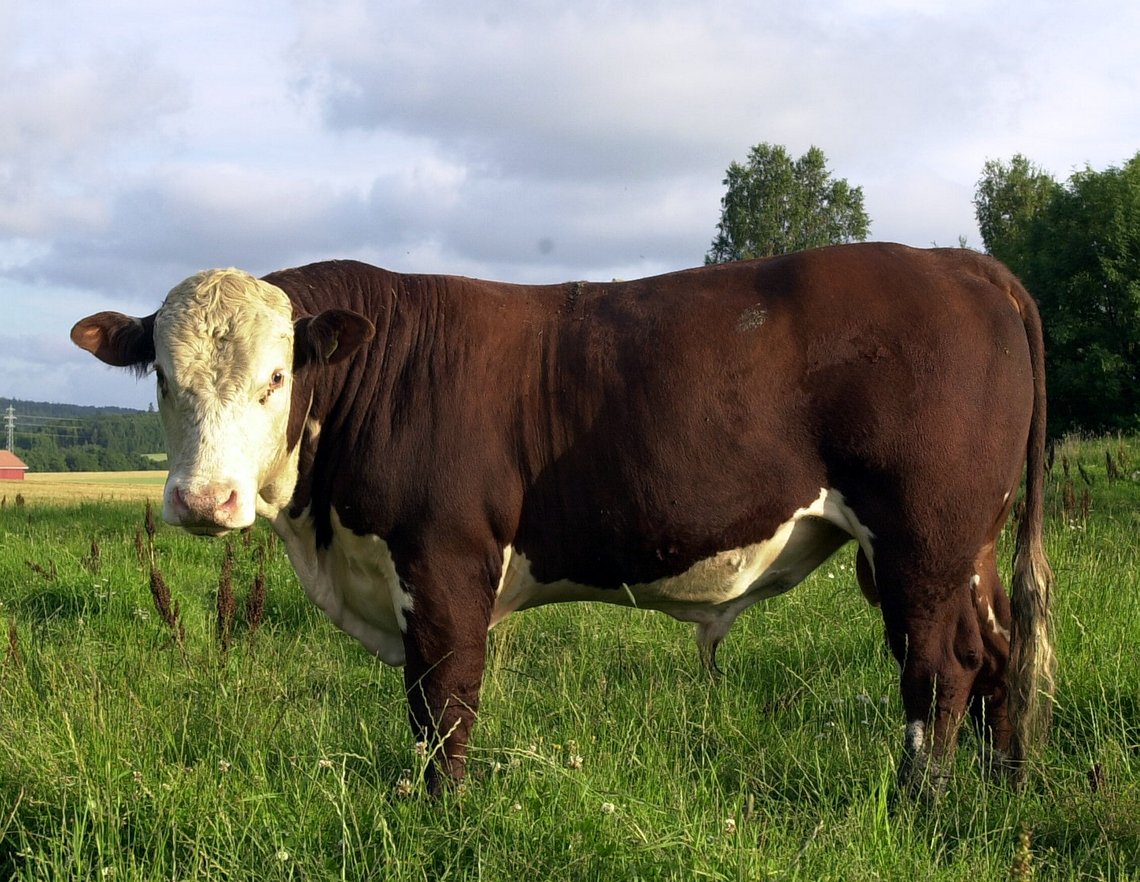Kyr på beite. her en okse av typen Hereford. Snart kommer klimaskatten på utslippene fra slike dyr. Foto: Knut Fjeldstad / NTB ARKIV Kyr på beite. her en okse av typen Hereford. Snart kommer klimaskatten på utslippene fra slike dyr. Foto: Knut Fjeldstad / NTB ARKIV