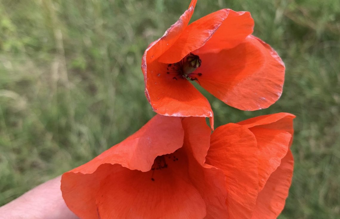 "In Flanders Fields." Valmuene er vakre, men de tåler ikke stort. Det gjør heller ikke vårt elskede Europa. "In Flanders Fields." Valmuene er vakre, men de tåler ikke stort. Det gjør heller ikke vårt elskede Europa.
