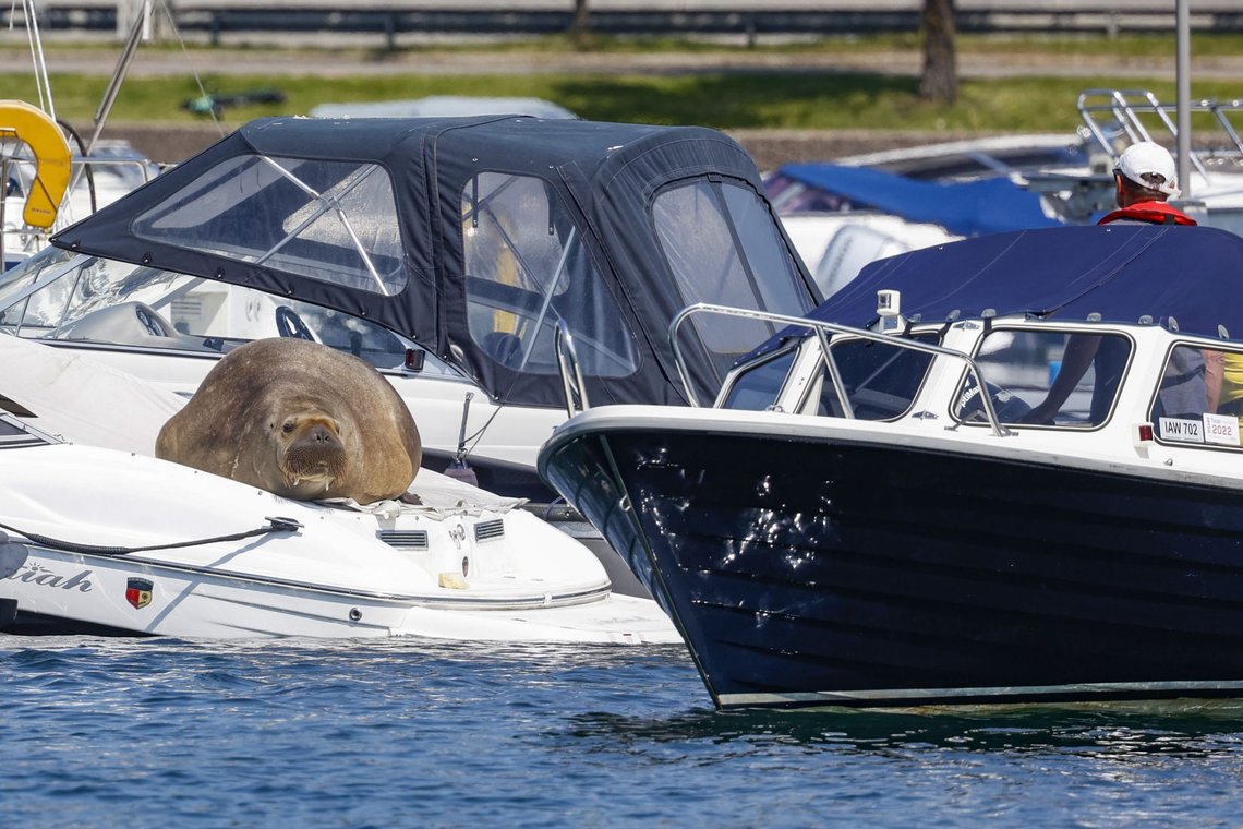 Hvalrossen Freya har lagt seg på en båt i Frognerkilen. Foto: Tor Erik Schrøder / NTB Hvalrossen Freya har lagt seg på en båt i Frognerkilen. Foto: Tor Erik Schrøder / NTB