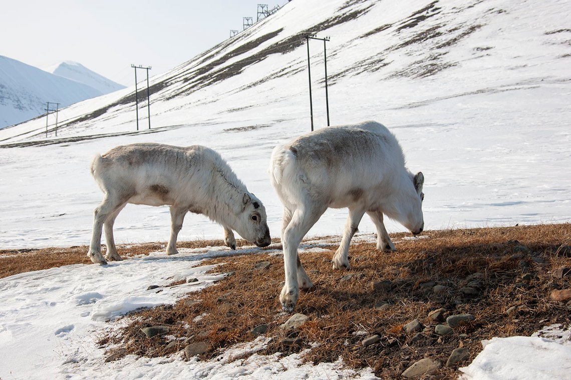 Å telle rein i Finnmark beløp seg til mer enn 1200 kroner pr. dyr. Illustrasjonsfoto av relativt tam villrein i Longyearbyen: Arnt Jensvoll / Document Å telle rein i Finnmark beløp seg til mer enn 1200 kroner pr. dyr. Illustrasjonsfoto av relativt tam villrein i Longyearbyen: Arnt Jensvoll / Document